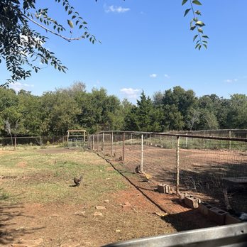 Ralph's Ranch - Chicken - Farms Near Me - Oklahoma City, Oklahoma