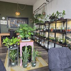 Vagabond Coffee - Lots of plants you can take home!