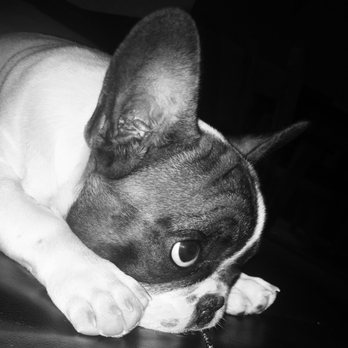 Emma's Pets - Pet Breeders Near Me Emma's Pets - Pet Breeders Near Me