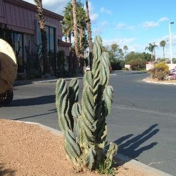 Best Western Date Tree Hotel - Hotels Near Me - Indio, California Best Western Date Tree Hotel - Hotels Near Me - Indio, California