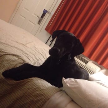 Motel 6 - We covered the bed because we knew he would do that. He slept in his crate. - Hotels Near Me - Walnut Creek, California Motel 6 - We covered the bed because we knew he would do that. He slept in his crate. - Hotels Near Me - Walnut Creek, California