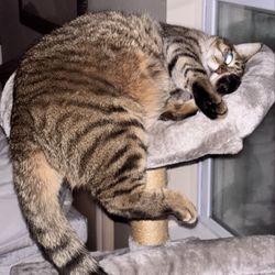 South Seminole Animal Hospital - Petunia
