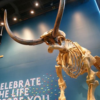 Burke Museum - Museums Near Me - Seattle, Washington
