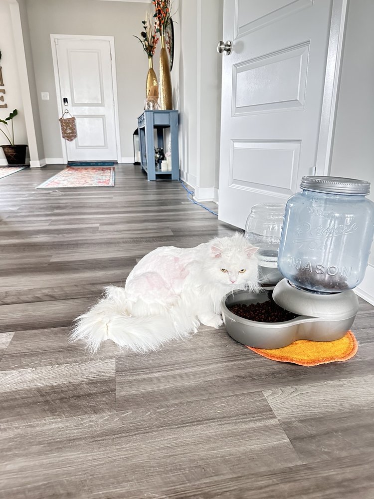 PURRS & GURRS Updated April 2024 45 Photos & 41 Reviews 12672 E