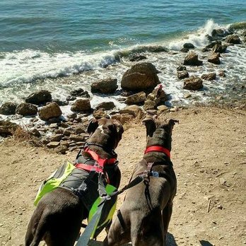 Pet Food Express - Doggie adventures! - Pet Services Near Me - Long Beach, California Pet Food Express - Doggie adventures! - Pet Services Near Me - Long Beach, California