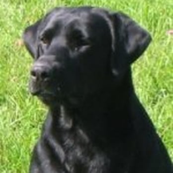 SNIFF K9's - We use imported law enforcement dogs who have been specially trained on bed bug scent. These dogs are the best there is. - Pest Control Near Me - Seattle, Washington SNIFF K9's - We use imported law enforcement dogs who have been specially trained on bed bug scent. These dogs are the best there is. - Pest Control Near Me - Seattle, Washington