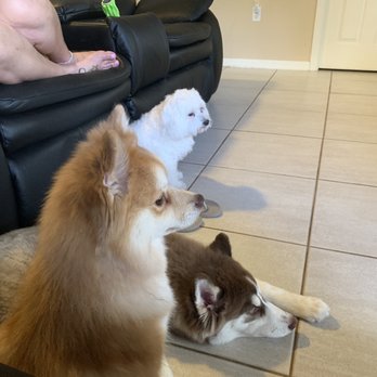 Bark Busters Home Dog Training Miami - Pet Training Near Me Bark Busters Home Dog Training Miami - Pet Training Near Me
