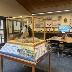 The Loon Center & Markus Wildlife Sanctuary