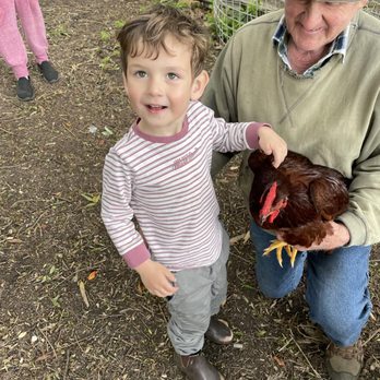 Bellevue Farmstay - Playing chicken with the rooster! - Hotels Near Me - Scotts Creek, VIC