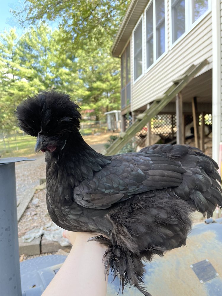 HAPPY JOYOUS FARM 24 Photos 749 Tennessee Hwy 285, Pikeville