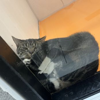 Fat Cat Café - Pet Adoption Near Me - Tallahassee, Florida