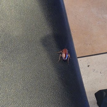 Pho Lucky - This disgusting "little" guy greeted me when I pulled my chair out, to sit down. They replaced the chair with a non-cockroach one. ‍ - Vietnamese Near Me - San Diego, California