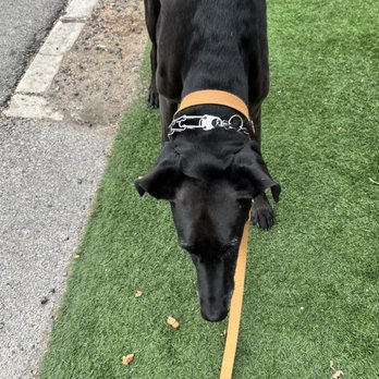 Neighbor Coffee and Friends - Dog treat - Coffee & Tea Near Me - Austin, Texas