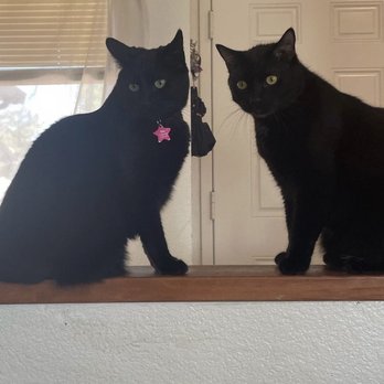 Super Fur-iends Rescue - Pet Adoption Near Me Super Fur-iends Rescue - Pet Adoption Near Me