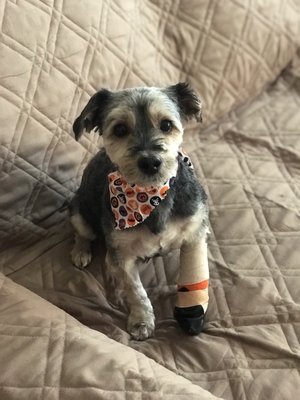 all american dog grooming