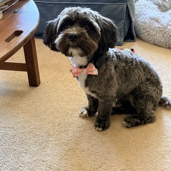 Rucci's Pet Grooming - Gus looking dapper with his pink bow tie! - Pet Groomers Near Me - San Rafael, California Rucci's Pet Grooming - Gus looking dapper with his pink bow tie! - Pet Groomers Near Me - San Rafael, California