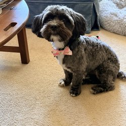 Rucci's Pet Grooming - Gus looking dapper with his pink bow tie!