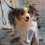 Photo of 3d grooming