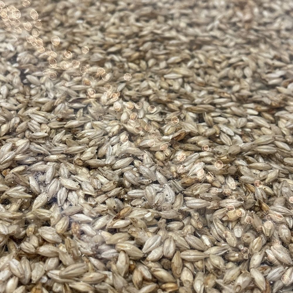 Fenceline Beer Lab - a pile of barley - Brewpubs Near Me - Huxley, Iowa Fenceline Beer Lab - a pile of barley - Brewpubs Near Me - Huxley, Iowa