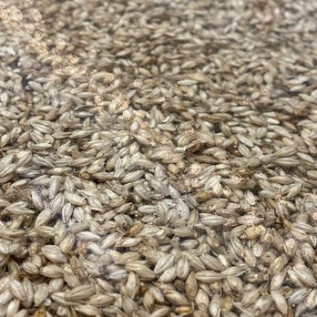 Fenceline Beer Lab - a pile of barley - Brewpubs Near Me - Huxley, Iowa