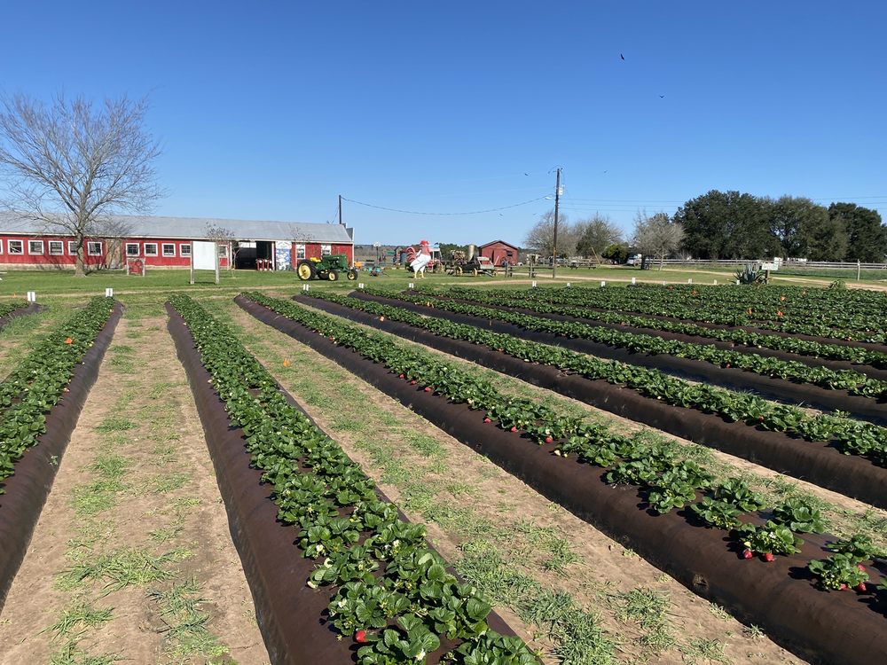 JOLLISANT FARMS 95 Photos & 18 Reviews 11351 County Rd 203