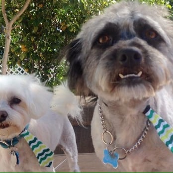 Professional Groom Room - Pet Groomers Near Me