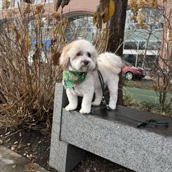 Be Happy Dog