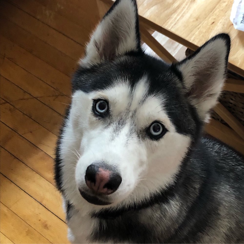 WAGS 4 WALKS Updated July 2024 25 Photos & 22 Reviews 294