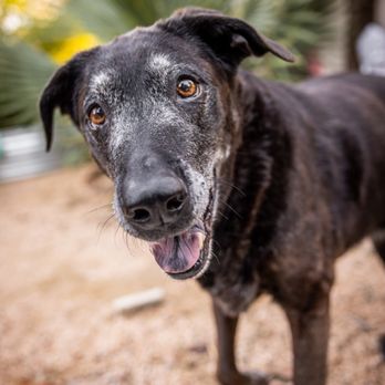 Austin Veterinary Housecalls - Veterinarians Near Me