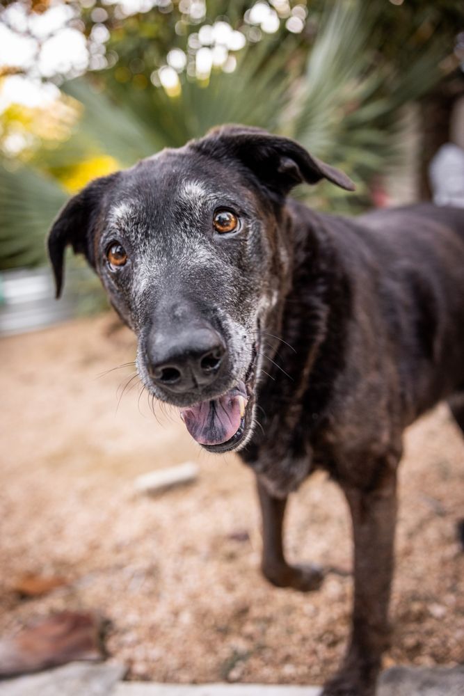 AUSTIN VETERINARY HOUSECALLS Updated October 2024 12 Photos & 33