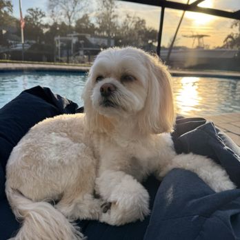 Mr Anthony Dog Grooming Mobile - Pet Groomers Near Me - Jacksonville, Florida
