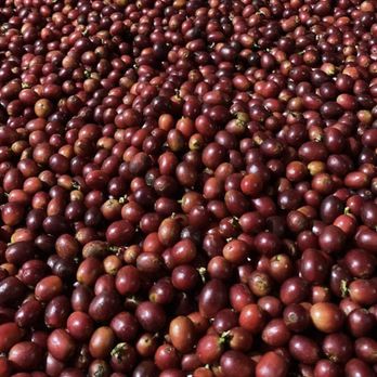 Baraka Coffee - Coffee Cherries - Coffee & Tea Near Me - San Juan, Puerto Rico Baraka Coffee - Coffee Cherries - Coffee & Tea Near Me - San Juan, Puerto Rico
