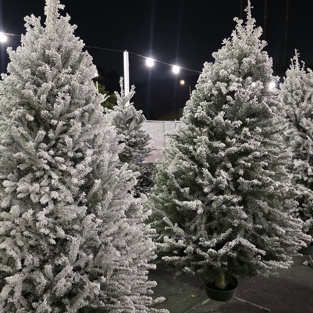 The Robles Pumpkin Patch & Christmas Trees - Christmas Trees Near Me - Montebello, California The Robles Pumpkin Patch & Christmas Trees - Christmas Trees Near Me - Montebello, California