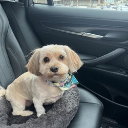 Bloomingtails Pet Grooming - Penny after her spa day!