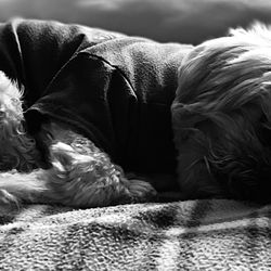 Best Friends Animal Hospital