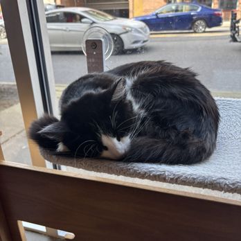 Seattle Meowtropolitan - Themed Cafes Near Me - Seattle, Washington