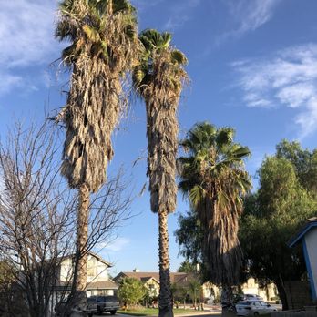 German Tree Service - The 3 palms and 1 pepper tree - Tree Services Near Me - Corona, California