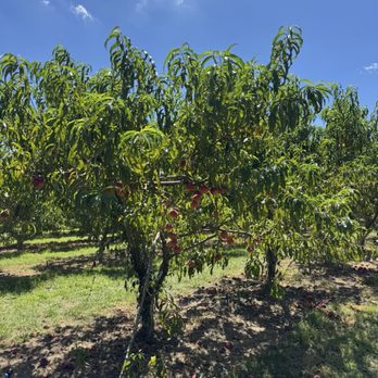Cullipher Farm - Peach tree - Farmers Market Near Me - Virginia Beach, Virginia