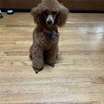 Paws and Claws Pet Care - Penny's second haircut - Pet Boarding Near Me - Rochester, New York