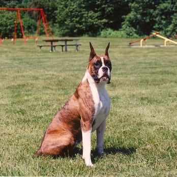 Sit Happens Dog Training - Professional Services Near Me - Port Coquitlam, British Columbia Sit Happens Dog Training - Professional Services Near Me - Port Coquitlam, British Columbia