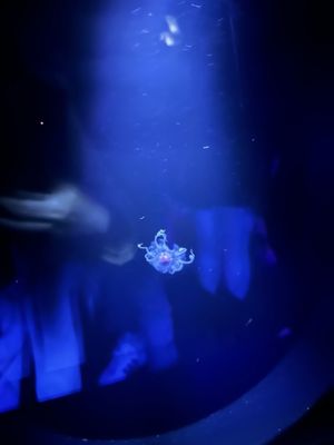 Okinawa Churaumi Aquarium by null