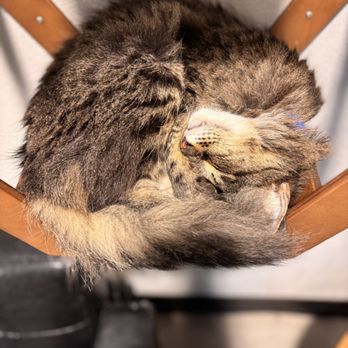 Orlando Cat Cafe - Animal Shelters Near Me - Clermont, Florida
