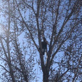 B N Trees - Tree Services Near Me