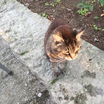 Mainely Meat - Hops the Cat! The brewery cat who is 19 yrs old and enjoys pieces of your ribs - Barbeque Near Me - Bar Harbor, Maine Mainely Meat - Hops the Cat! The brewery cat who is 19 yrs old and enjoys pieces of your ribs - Barbeque Near Me - Bar Harbor, Maine