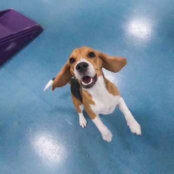24 Hour Dog Daycare - Pet Boarding Near Me - Escondido, California 24 Hour Dog Daycare - Pet Boarding Near Me - Escondido, California
