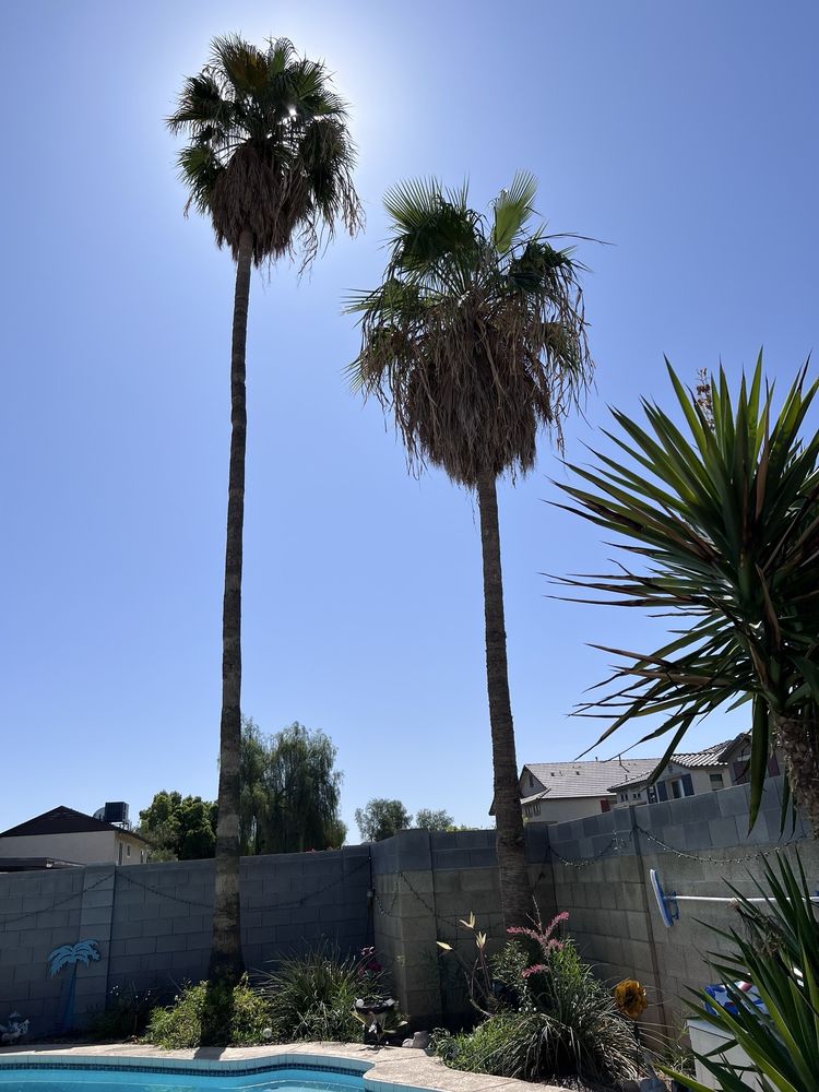 Gaytan's Landscape and Tree Services - tree service in Mesa, AZ