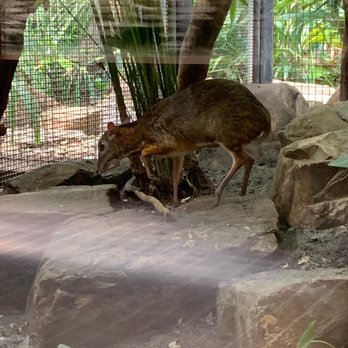 Artis - Zoos Near Me - Amsterdam, New Hampshire