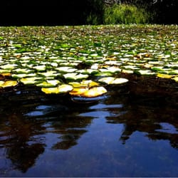 Deer Lake Boat Rentals