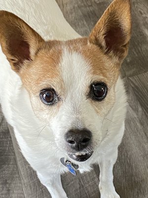 Puppy Paws Playhouse LLC