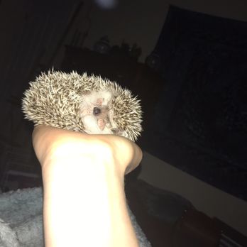 Pets Plus - Great service!! I just got my hedgehog from pets plus 3 days ago and I wouldn't have wanted to go any other place - Pet Stores Near Me - Stafford, Virginia